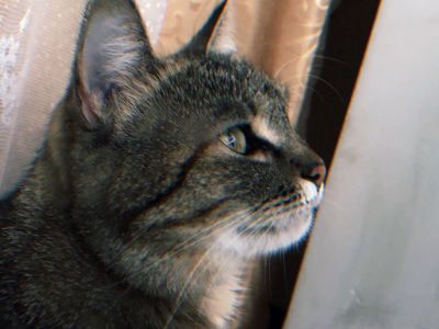 ������ ���� ������������ "���������� ���"