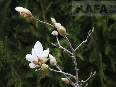 � �������� ������� ������ ��������