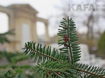 � �������� ������� ������ ��������