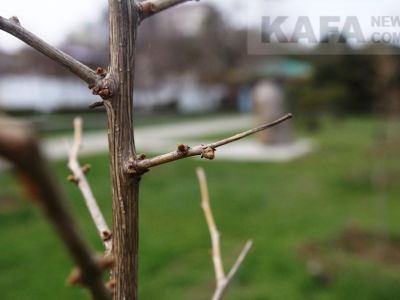 � �������� ������� ������ ��������