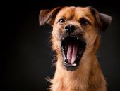 В России введут штрафы за лай собак по ночам