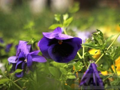 � �������� ������� ���������� �������� ����� � �����