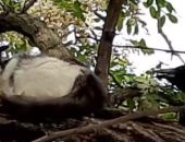 � �������� ������ �������� ��������� �����, ������� �� ������ (�����)