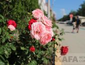 Коктебель утопает в розах и мусоре
