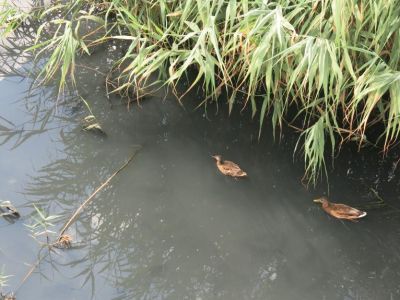 � �� ����� ���������� 26 ����