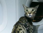 На борту российского самолета кот бесследно исчез