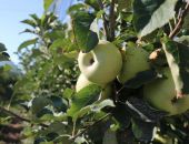 Крымские аграрии собрали 14 тысяч тонн плодово-ягодной продукции