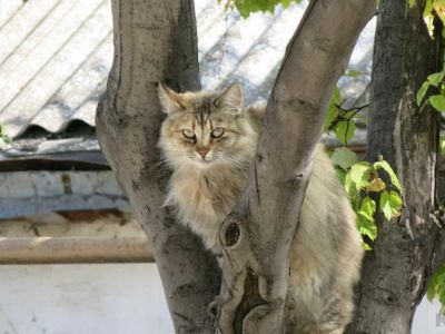 � ������������� ����� �������� �������
