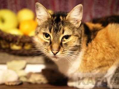 � �������� ������� ���������� ���������� �������� ��������