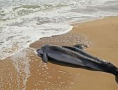 Скорая помощь будет спасать дельфинов в Крыму