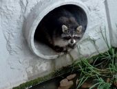� ����������� ����� �����-�������������