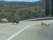 Стадо домашних свиней перекрыло дорогу в Крыму