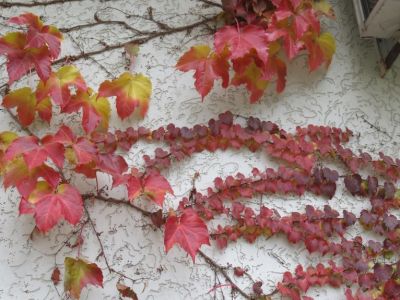 � �� ������ ���� �������� 17 ����... (�����)