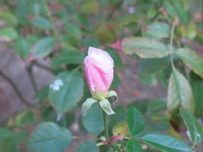 � �� ������ ���� �������� 17 ����... (�����)