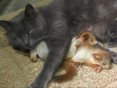 � ����� ����� ��������� �������-����� (�����)