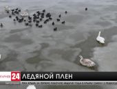 В Крыму спасатели эвакуировали лебедей-шипунов с озера Сасык-Сиваш