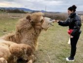 В Севастополе спасли верблюда, которого хотели пустить на мясо  