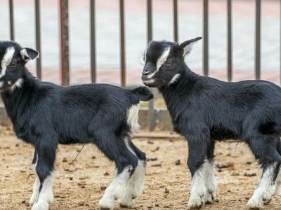 � ����������� ���������� ����������� ���� � ����������� ����