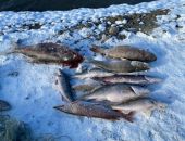 Полиция в Крыму задержала группу браконьеров