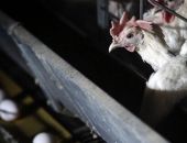 � ������ ����������� ������ ������ ��������� �������� ������� ������� H5N8