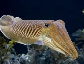 � ����������� ��������� ����� �������� ������, - ���� ���� �����������