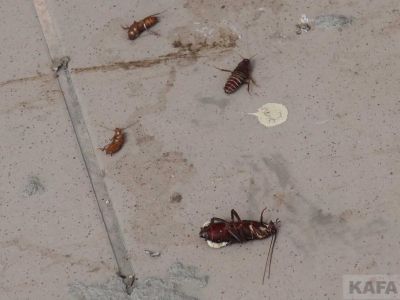 � ������ ���������� � ���� �� �����