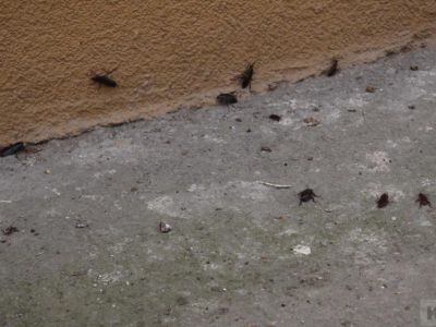 � ������ ���������� � ���� �� �����
