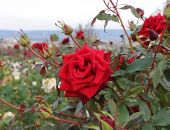� ����� ��������� ���������� �������� "��������" ������� ����� �� ����������� �����