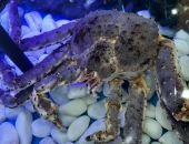 �� ������������� ������������� ����� �������� �����-�������������