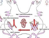 ������: ��������� ������ ������� ������ ���� ������