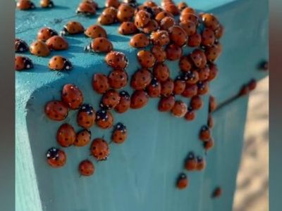 � ����� ��������� ������ � ������ �������