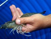 В Крыму выращивают королевскую креветку