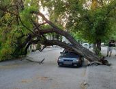 В центре Симферополя дерево упало на припаркованный автомобиль