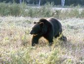 ���������� ������� ����������� � �������� � �������� ���