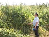 С понедельника полиция будет искать «особенные» растения в огородах Крыма