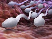 �����������: �����������, �� ������ ��� � �� �������������