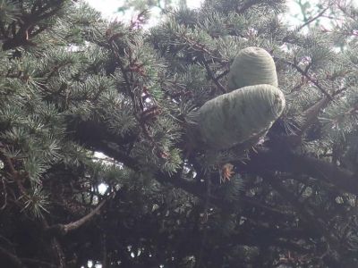 ��������� ������������ ���: ���� ������ ������