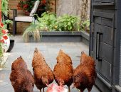 ��������� ��������� ��������� ��� �� �����