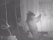 Жители Сочи пожаловались на нашествие медведей: ломятся в двери