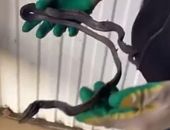 ���������� �� ��� �������� ���� �� ����� � ������ ����������