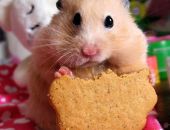 � ���������� ������� �� ������������ � ���� �����, �����, ������� � ��������