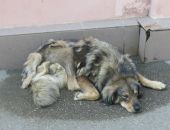 � ������ ���������� ���������� �� ������������ ���������� ��������