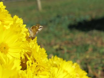 �������� �� ��������: ���� � �����