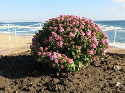 �������� �� ��������: ���� � �����