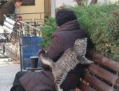 В любой неясной ситуации – гладим и кормим кошку 