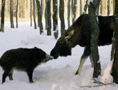 ������� ������� ������ ��������� � �������� ����