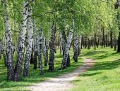 В российские больницы начал поступать препарат от COVID-19 из березы и ягеля