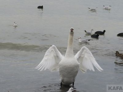 ����� �������� ������� ������ � ���� (�����)