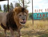 В Крыму закрыли парк львов "Тайган"