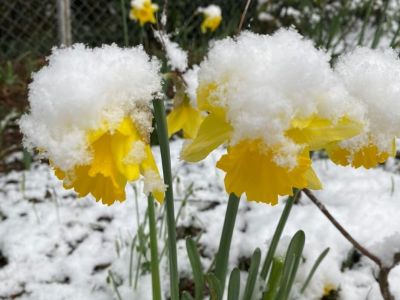 � ����� �� ��� �������� �������� (����)